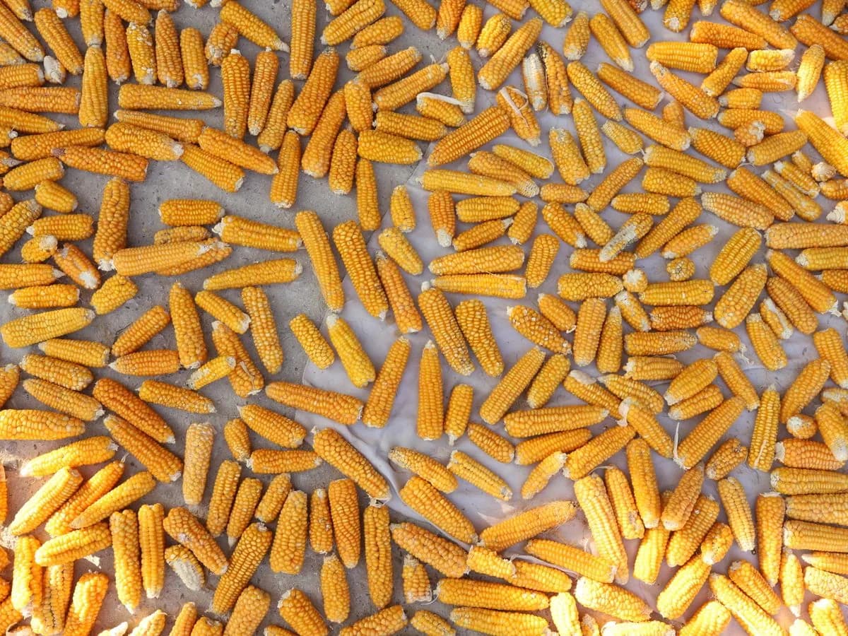 Harvested maize cobs spread across the ground, seen from above