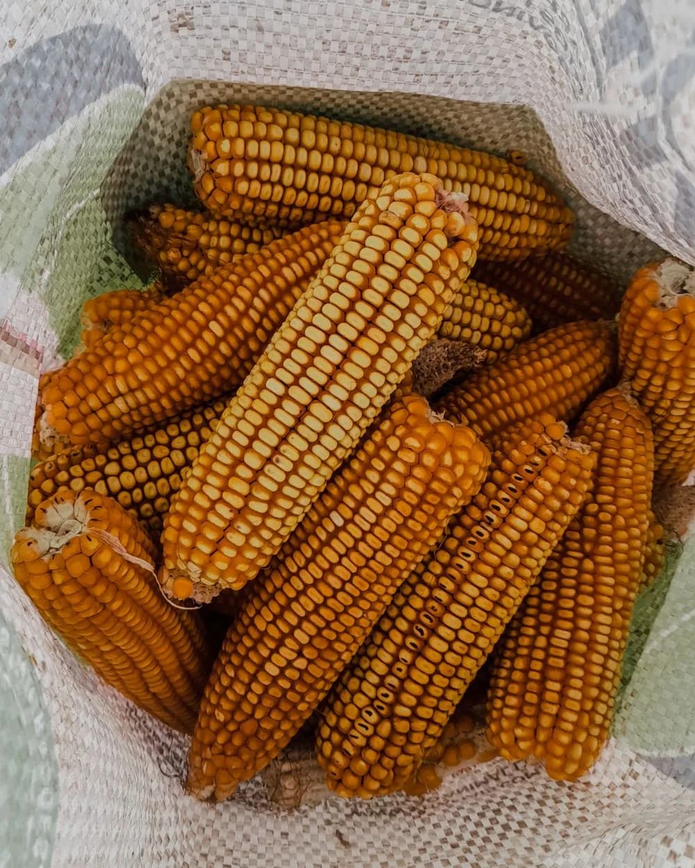 Looking down into an open woven sack filled with maize cobs