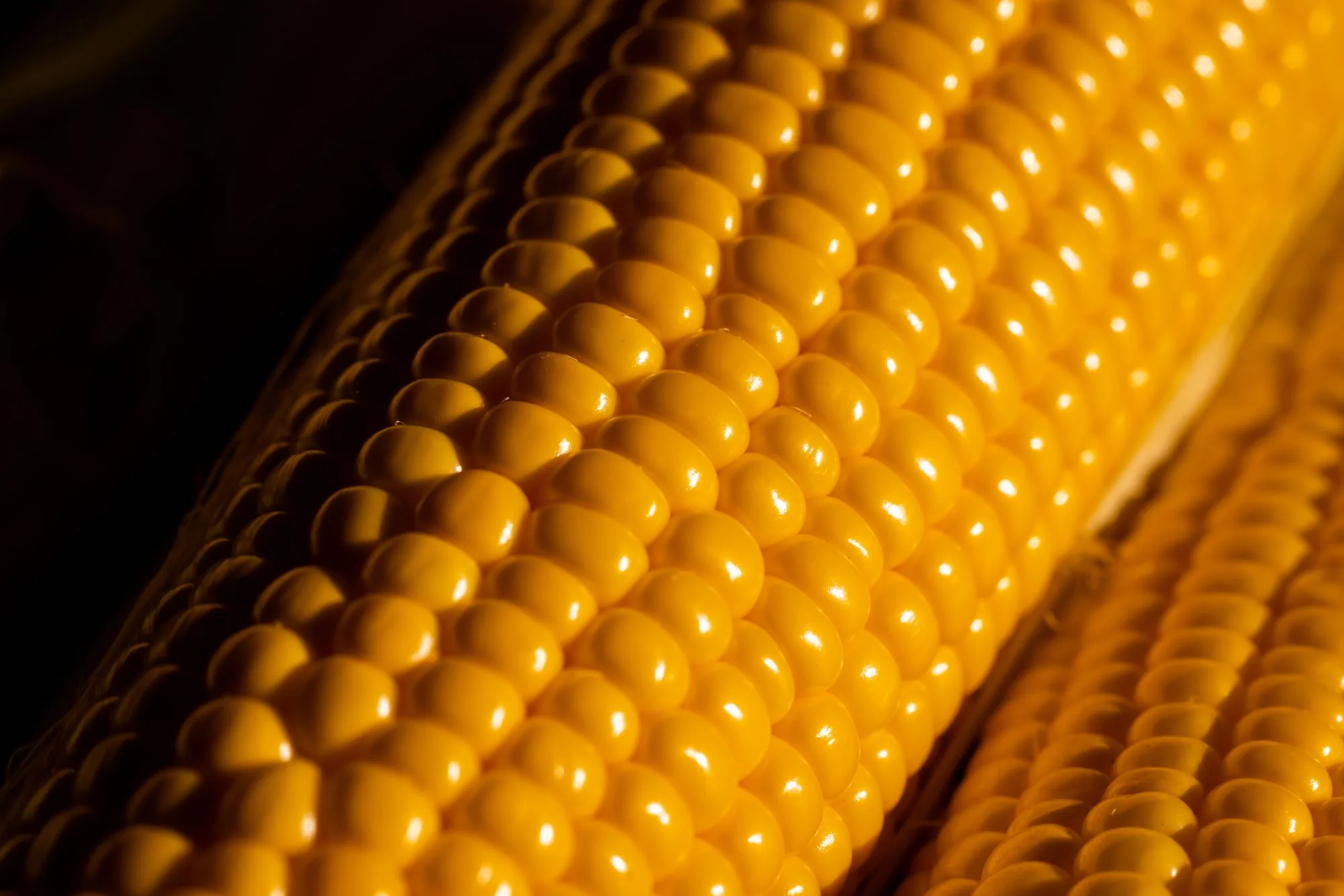 Close-up of a maize cob, kernels lit gold against a dark ground