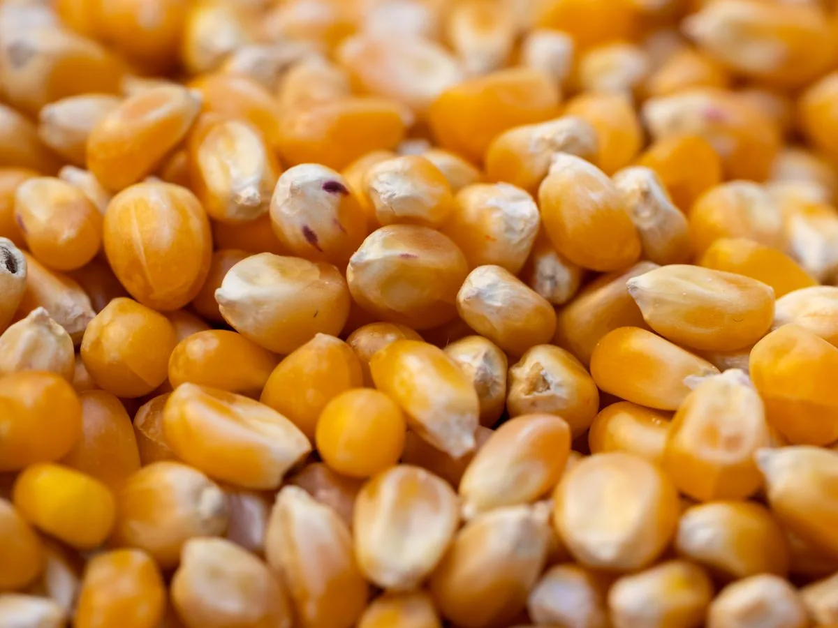 Loose dried maize kernels filling the frame